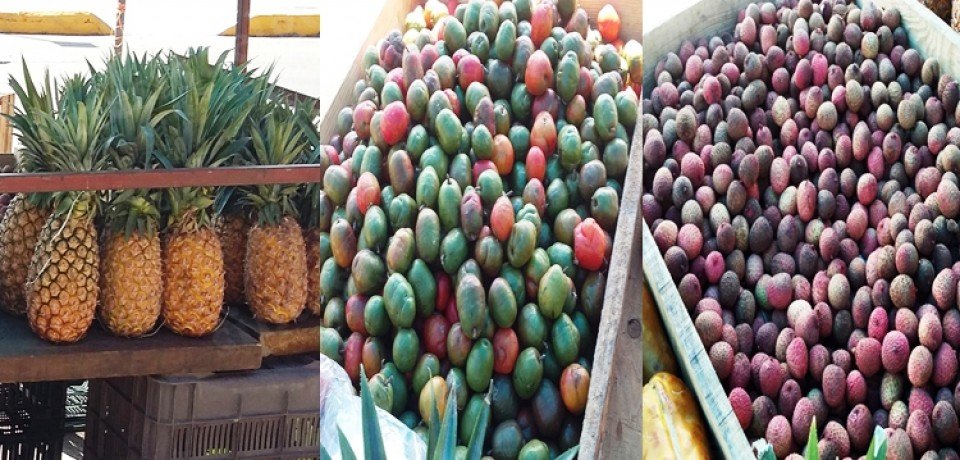 Abaratan precios de frutas, debido a buena producción y repunte de ventas en el norte de Veracruz.