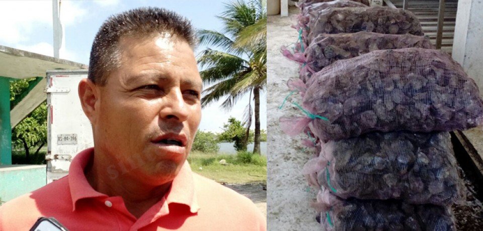 Pescadores reportan buena captura de Molusco en la Laguna de Pueblo Viejo.