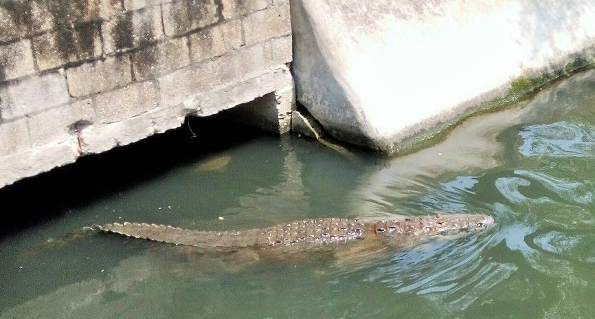 Cocodrilo 4