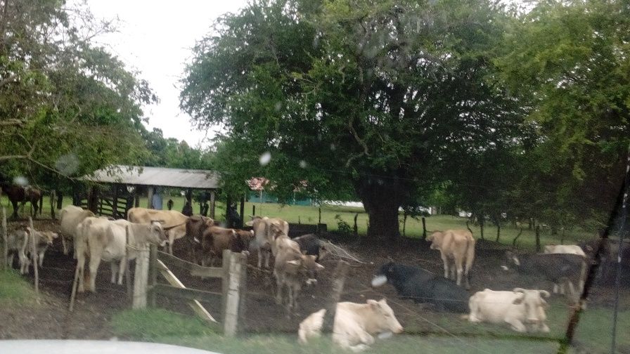 Pequeños productores de Pueblo Viejo afectados por las intensas lluvias (1)