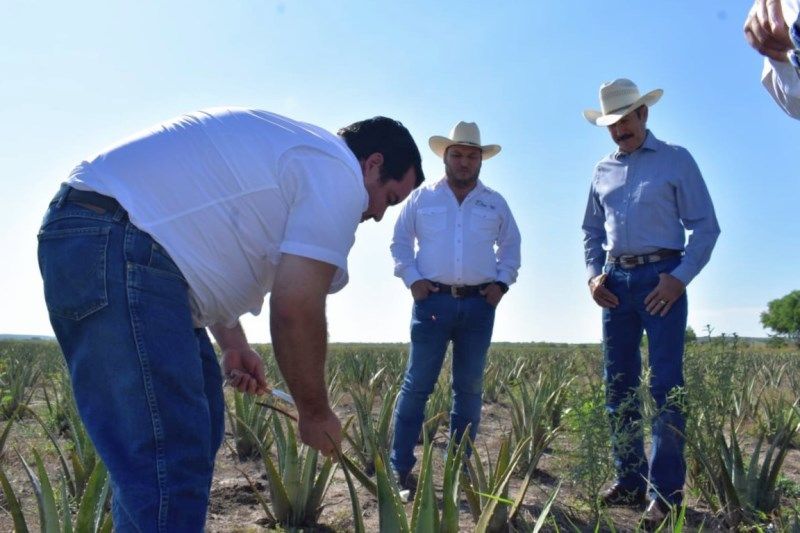 SRU-036-2018.-Sábila, una opción exitosa de reconversión de cultivos (2)