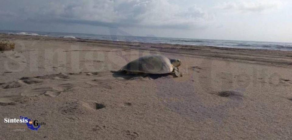 Exhortan a visitantes de playa Miramar a proteger la tortuga Lora