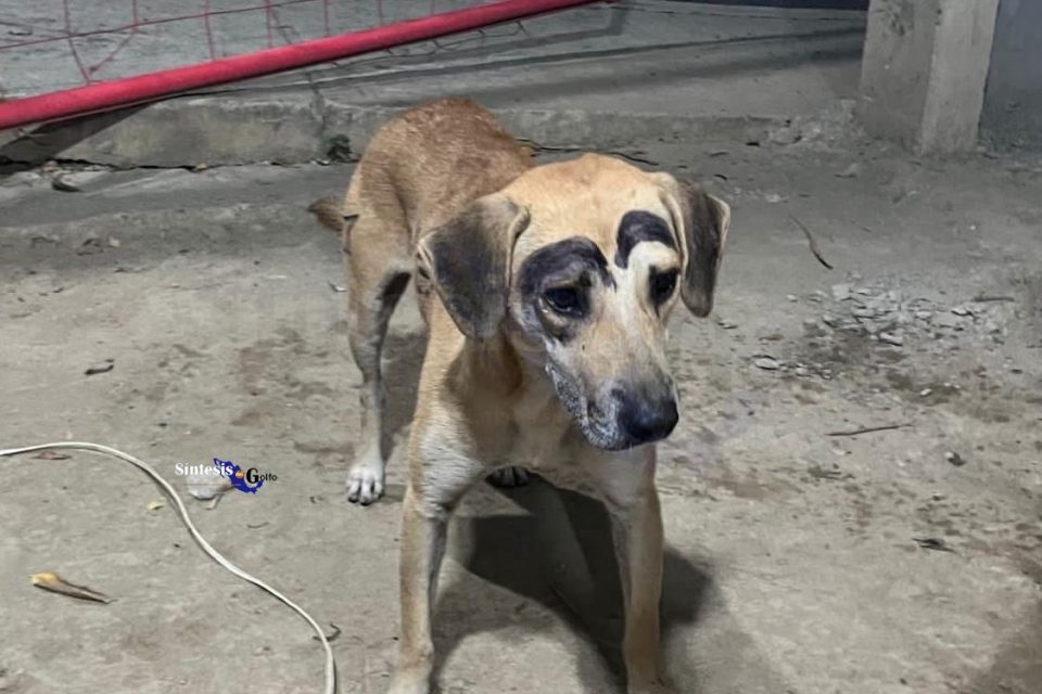 Indignación en Tantoyuca; pintan cejas a un perro