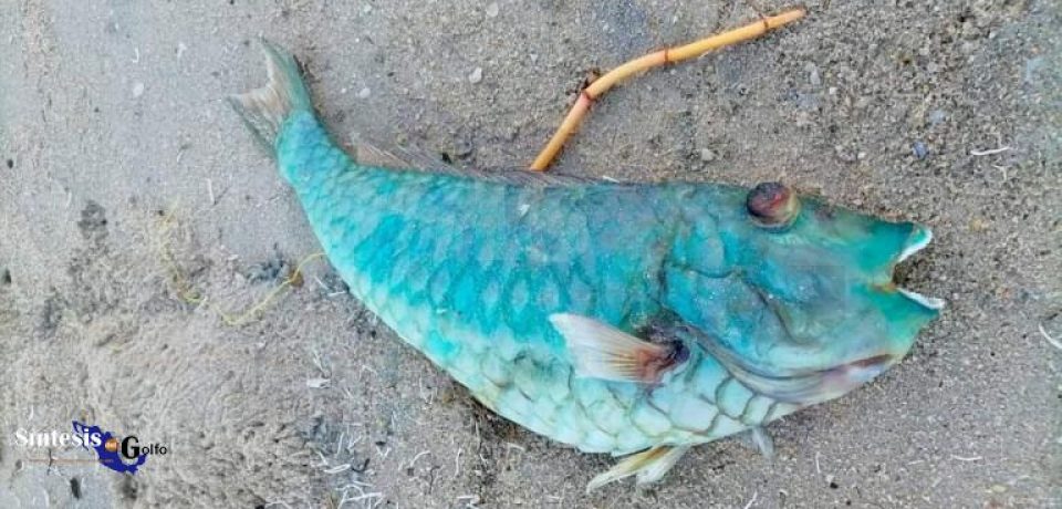 Aparecen peces muertos en la playa; fueron arrastrados por el río Pánuco: Turismo