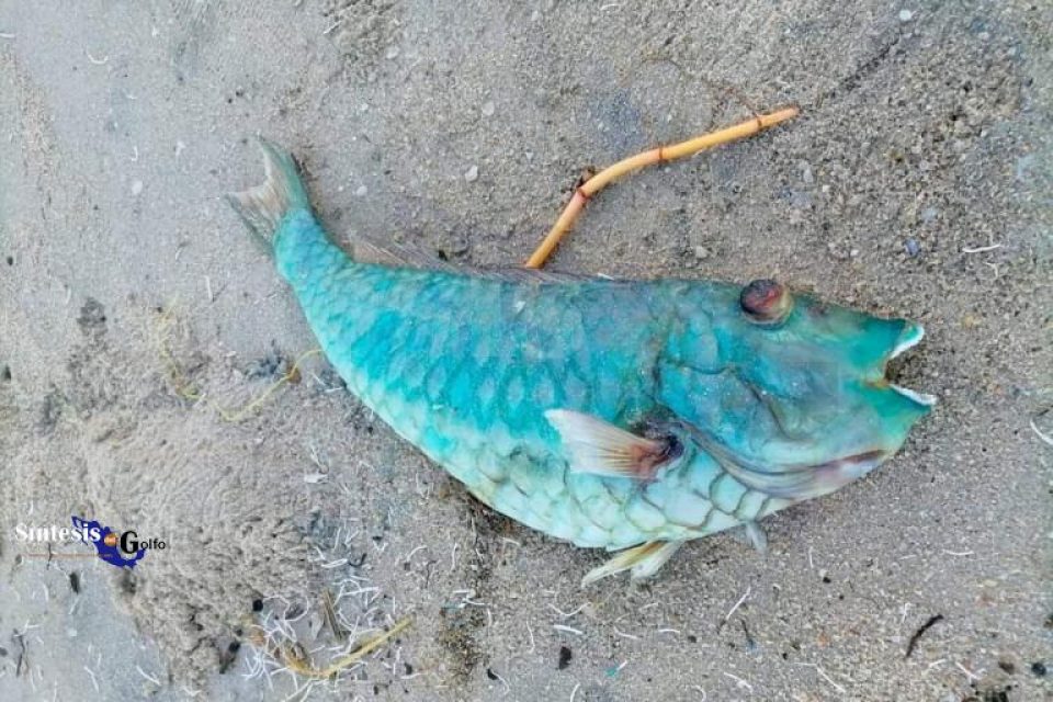 Aparecen peces muertos en la playa; fueron arrastrados por el río Pánuco: Turismo