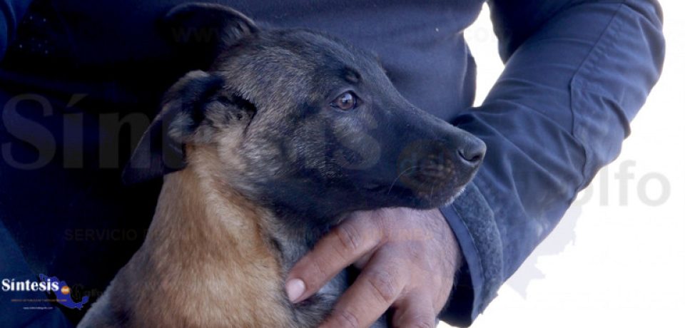 Guardia Estatal entrena a futuros integrantes de la Unidad Canina