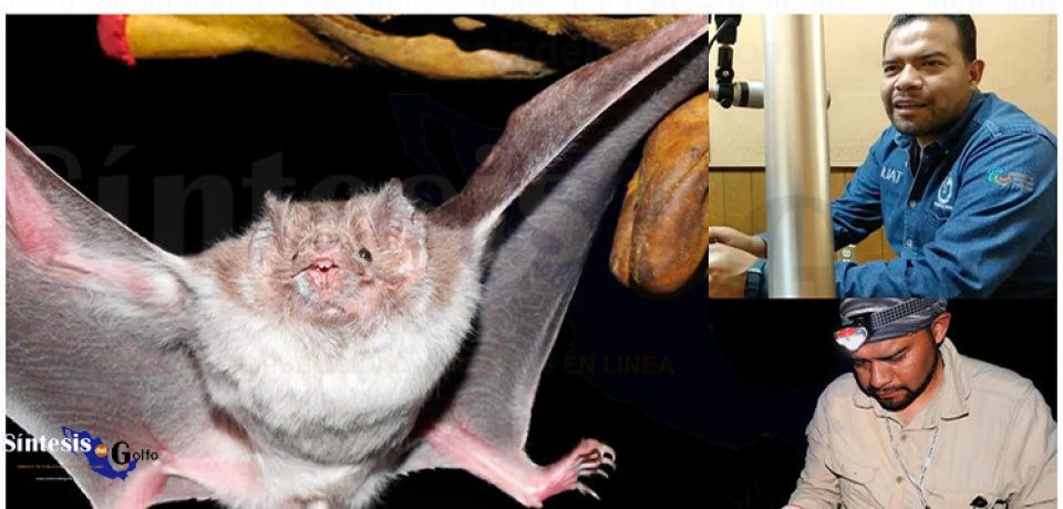 Estudia UAT la importancia de los murciélagos en ecosistemas de Tamaulipas