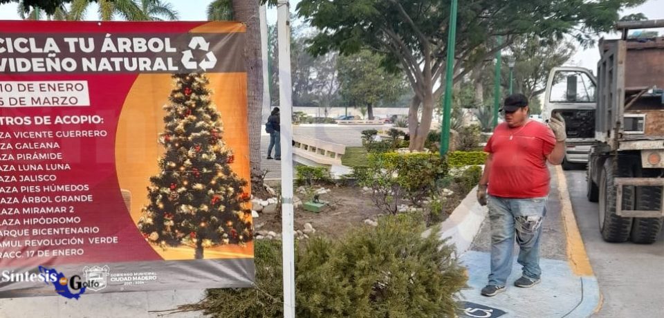 Continúa la recolección de pinos navideños naturales en Ciudad Madero
