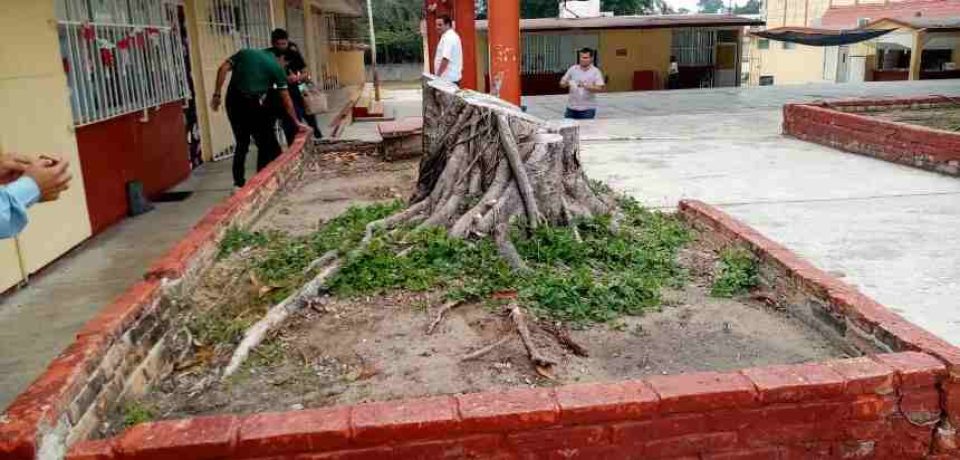 Raíces de árbol dañan concreto de patio de primaria de Ciudad Madero
