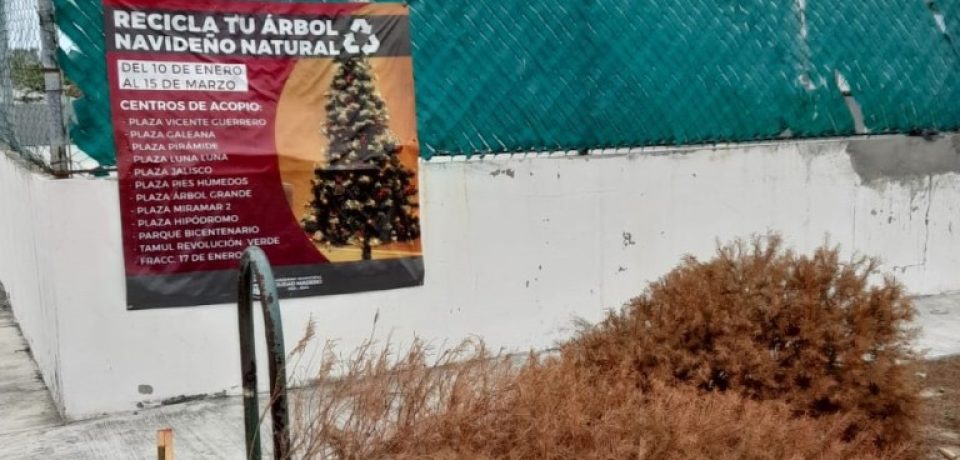 Recolectan pinos navideños naturales en Ciudad Madero