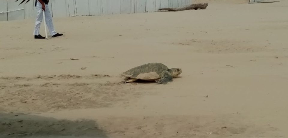 Urge mayor protección a las tortugas lora en Playa Miramar